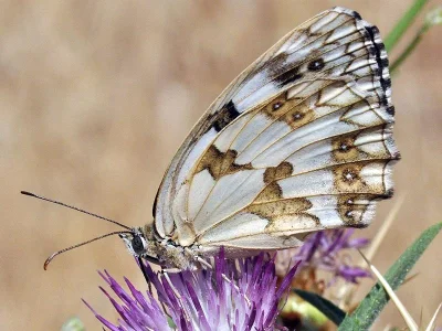 Melanargia (Melanargia) lachesis