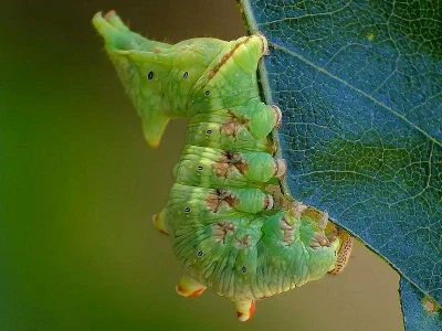 Notodonta dromedarius