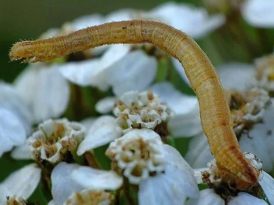 Eupithecia subumbrata