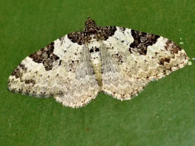 Xanthorhoe fluctuata