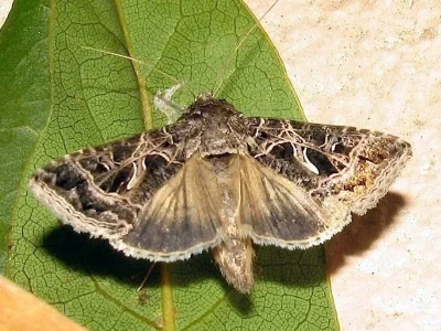 Thysanoplusia (Daubeiplusia) daubei