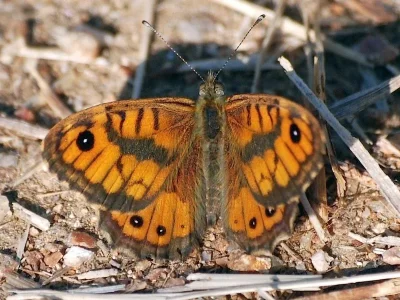 Lasiommata paramegaera