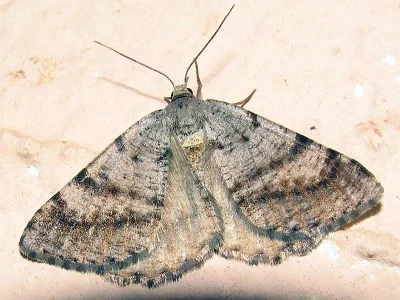 Isturgia assimilaria