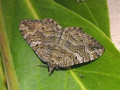 Camptogramma bistrigata