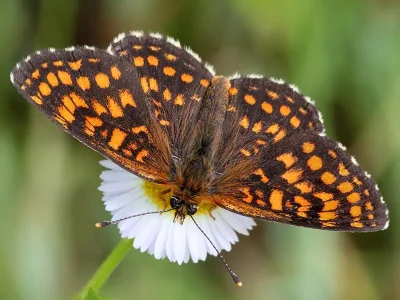 Melitaea (Mellicta) britomartis