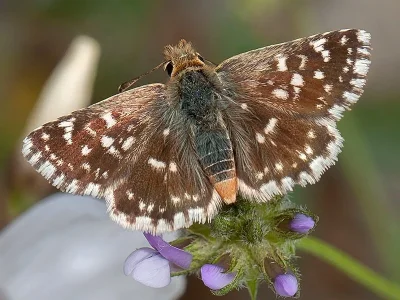 Spialia sertorius