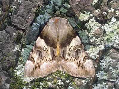 Catocala fulminea