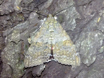 Catocala nupta