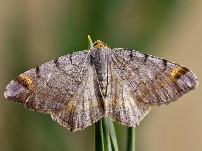 Macaria liturata