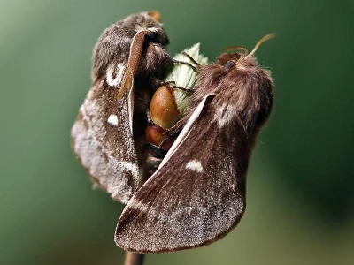 Eriogaster (Eriogaster) lanestris