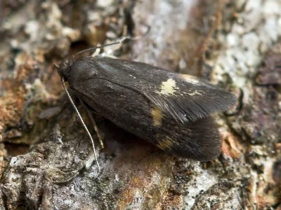 Borkhausenia minutella