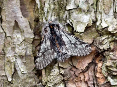 Lycia isabellae