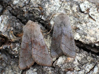 Orthosia (Cororthosia) opima