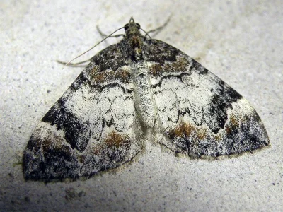 Dysstroma truncata