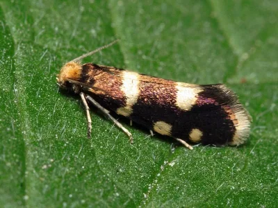 Incurvaria praelatella