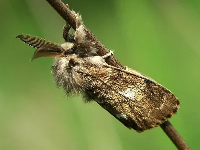 Gynaephora (Gynaephora) selenitica