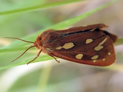 Arctia aulica