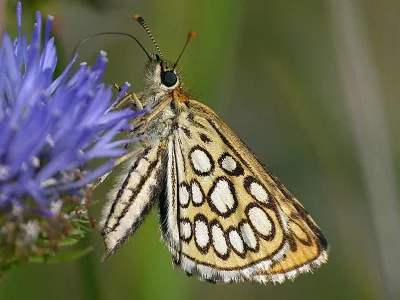 Heteropterus morpheus