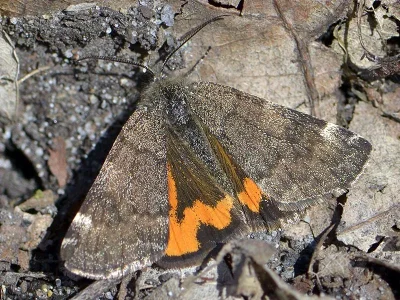 Boudinotiana notha