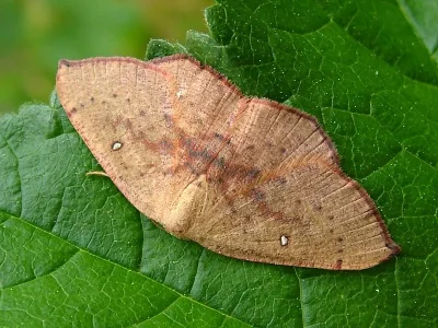 Cyclophora (Cyclophora) puppillaria