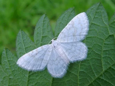 Asthena albulata