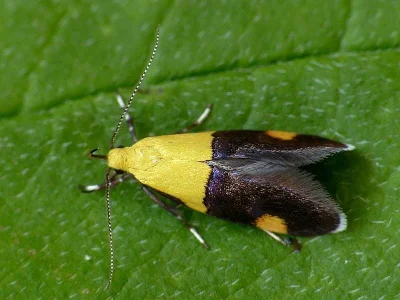 Oecophora (Oecophora) bractella