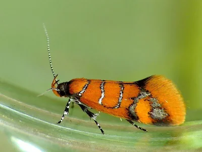 Promalactis procerella