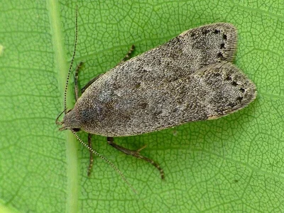 Anacampsis populella