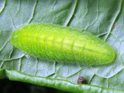 Lycaena (Thersamolycaena) dispar