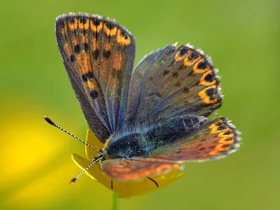 Lycaena (Heodes) tityrus