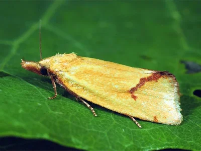 Agapeta hamana