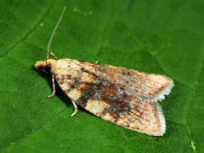 Aleimma loeflingiana