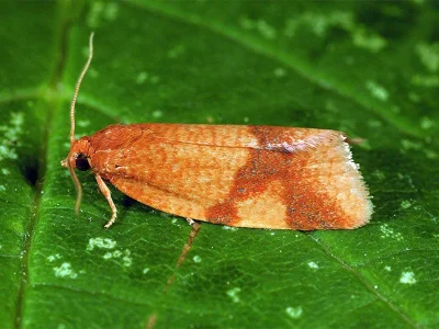 Aphelia (Zelotherses) ferugana