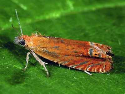 Lathronympha strigana
