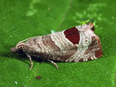 Notocelia uddmanniana