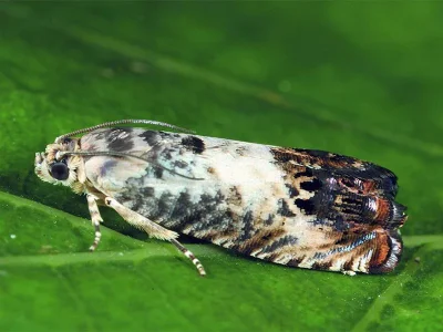 Pammene fasciana