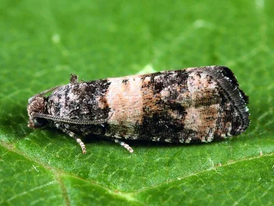 Piniphila bifasciana