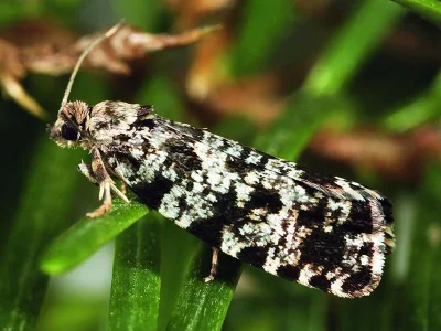 Pseudohermenias abietana