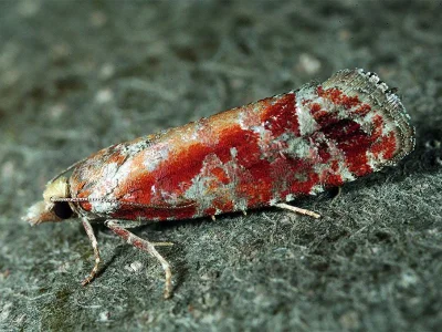 Rhyacionia pinicolana