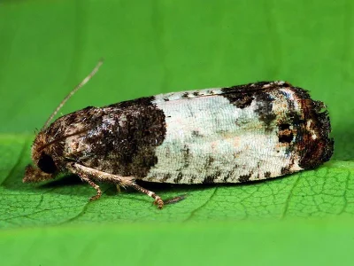 Spilonota ocellana