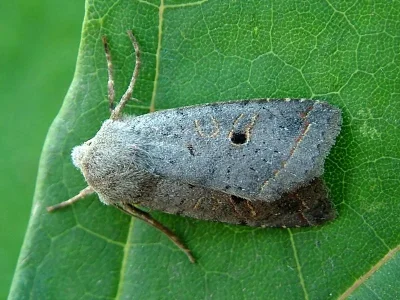 Agrochola (Leptologia) lota
