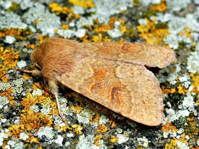 Orthosia (Monima) miniosa