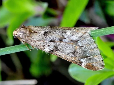 Alsophila aescularia