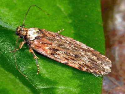Depressaria (Depressaria) chaerophylli