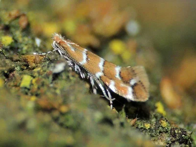 Cameraria ohridella