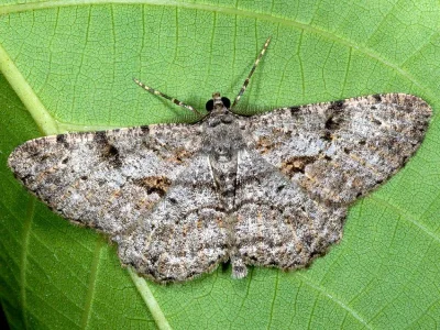 Peribatodes rhomboidaria