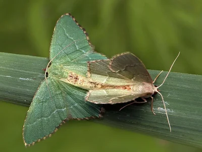 Hemithea aestivaria