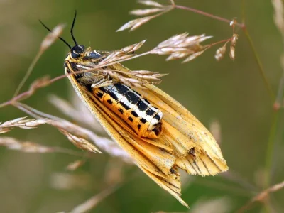 Spiris striata