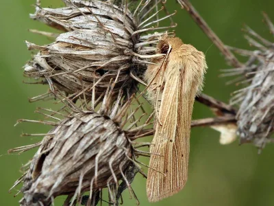 Mythimna (Mythimna) impura