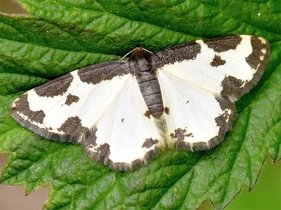 Lomaspilis marginata